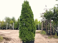 3x koningsconifeer thuja 'smaragd', solitair, wintergroen, ca. 250 cm hoog - afbeelding 2 van  3