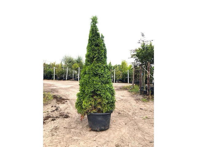 3x koningsconifeer thuja 'smaragd', solitair, wintergroen, ca. 250 cm hoog - afbeelding 3 van  3