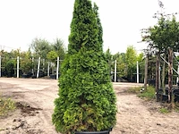 3x koningsconifeer thuja 'smaragd', solitair, wintergroen, ca. 250 cm hoog - afbeelding 3 van  3