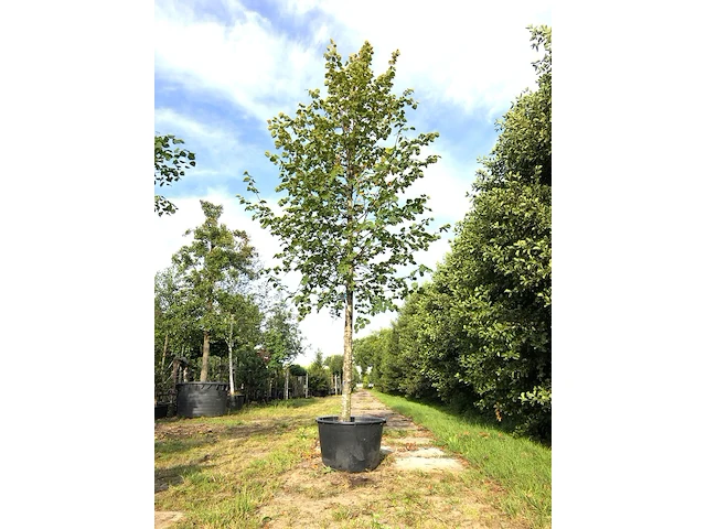 3x koningslinde tilia 'pallida', ca. 5 m hoog - afbeelding 1 van  3