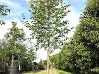 3x koningslinde tilia 'pallida', ca. 5 m hoog - afbeelding 1 van  3