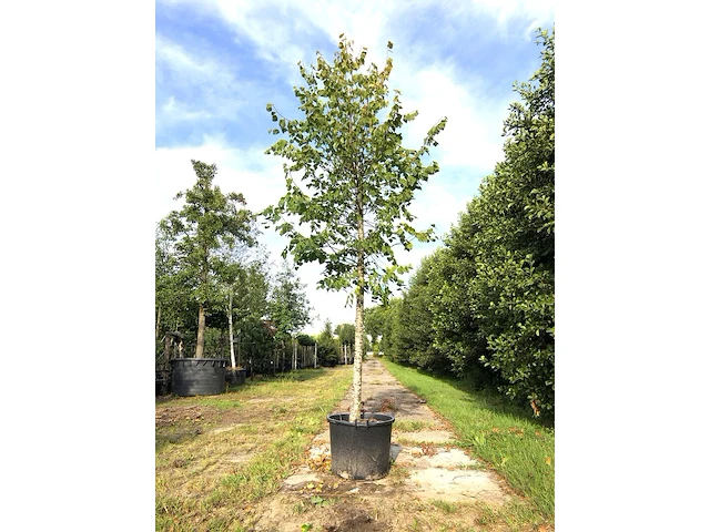 3x koningslinde tilia 'pallida', ca. 5 m hoog - afbeelding 2 van  3