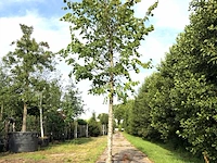 3x koningslinde tilia 'pallida', ca. 5 m hoog - afbeelding 2 van  3