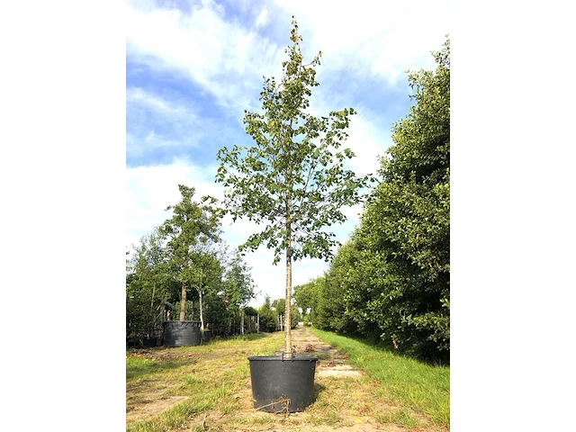 3x koningslinde tilia 'pallida', ca. 5 m hoog - afbeelding 3 van  3
