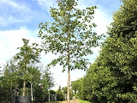 3x koningslinde tilia 'pallida', ca. 5 m hoog - afbeelding 3 van  3
