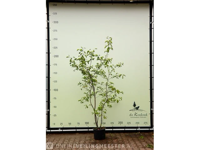 3x krentenboompje amelanchier lamarckii, meerstammig, witte bloei - afbeelding 1 van  4