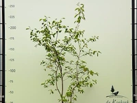 3x krentenboompje amelanchier lamarckii, meerstammig, witte bloei - afbeelding 1 van  4