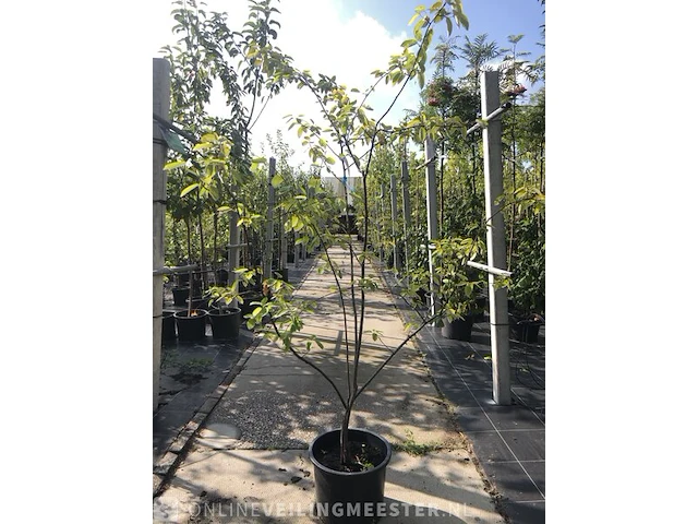 3x krentenboompje amelanchier lamarckii, meerstammig, witte bloei - afbeelding 2 van  4