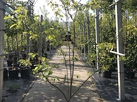 3x krentenboompje amelanchier lamarckii, meerstammig, witte bloei - afbeelding 2 van  4