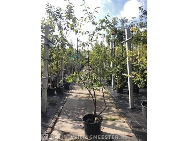 3x krentenboompje amelanchier lamarckii, meerstammig, witte bloei - afbeelding 3 van  4