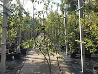 3x krentenboompje amelanchier lamarckii, meerstammig, witte bloei - afbeelding 3 van  4