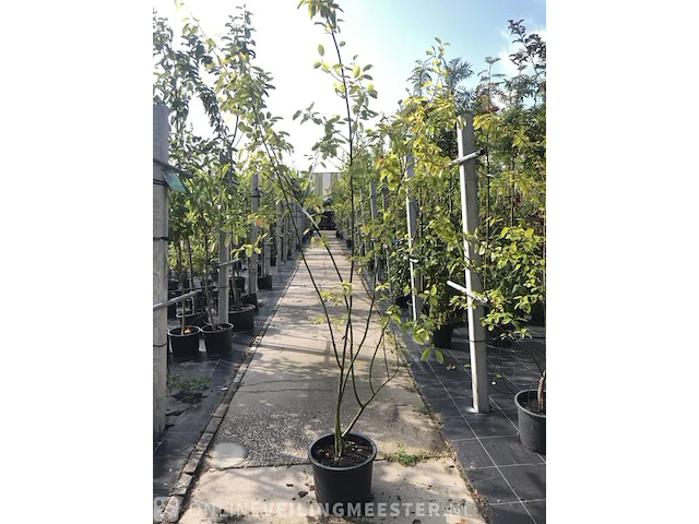 3x krentenboompje amelanchier lamarckii, meerstammig, witte bloei - afbeelding 4 van  4