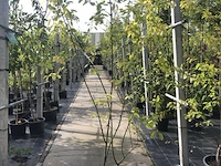 3x krentenboompje amelanchier lamarckii, meerstammig, witte bloei - afbeelding 4 van  4