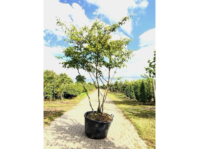 3x krentenboompje amelanchier lamarckii, meerstammig, witte bloesem, ca. 3 m hoog - afbeelding 1 van  4