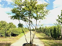 3x krentenboompje amelanchier lamarckii, meerstammig, witte bloesem, ca. 3 m hoog - afbeelding 1 van  4