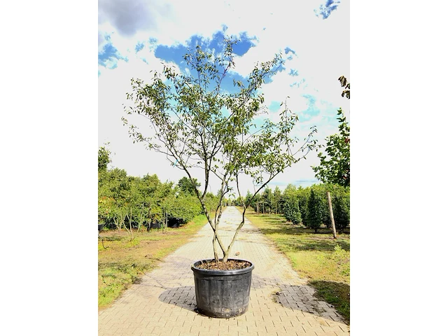 3x krentenboompje amelanchier lamarckii, meerstammig, witte bloesem, ca. 3 m hoog - afbeelding 2 van  4