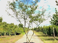 3x krentenboompje amelanchier lamarckii, meerstammig, witte bloesem, ca. 3 m hoog - afbeelding 2 van  4