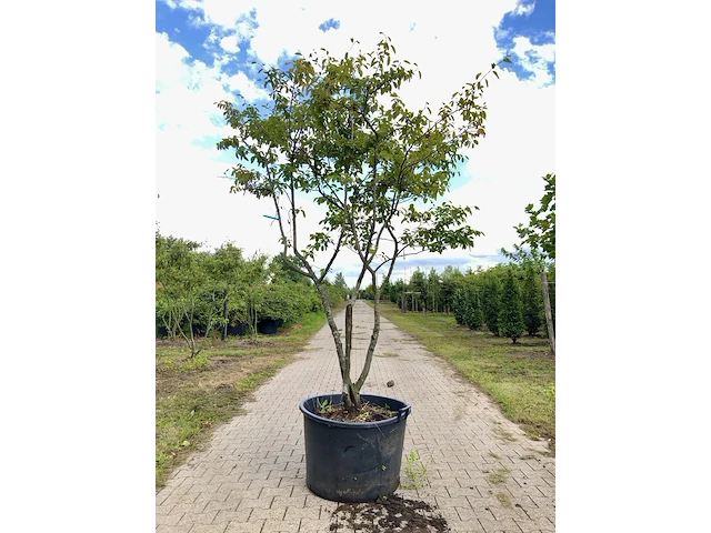 3x krentenboompje amelanchier lamarckii, meerstammig, witte bloesem, ca. 3 m hoog - afbeelding 3 van  4