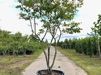 3x krentenboompje amelanchier lamarckii, meerstammig, witte bloesem, ca. 3 m hoog - afbeelding 3 van  4