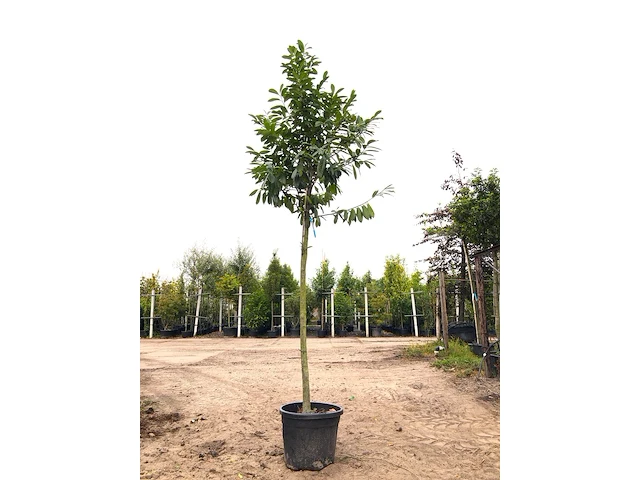3x laurierkers prunus 'novita', leigeschikt, wintergroen, ca. 350 cm hoog - afbeelding 1 van  3