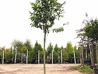 3x laurierkers prunus 'novita', leigeschikt, wintergroen, ca. 350 cm hoog - afbeelding 1 van  3