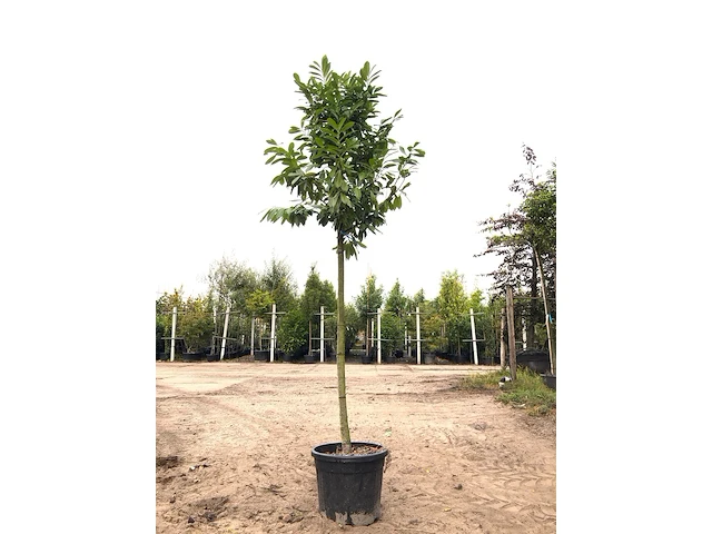 3x laurierkers prunus 'novita', leigeschikt, wintergroen, ca. 350 cm hoog - afbeelding 2 van  3