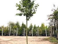 3x laurierkers prunus 'novita', leigeschikt, wintergroen, ca. 350 cm hoog - afbeelding 2 van  3