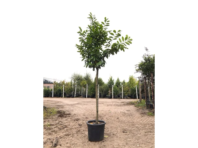 3x laurierkers prunus 'novita', leigeschikt, wintergroen, ca. 350 cm hoog - afbeelding 3 van  3