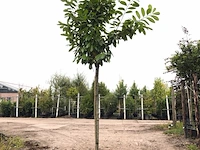3x laurierkers prunus 'novita', leigeschikt, wintergroen, ca. 350 cm hoog - afbeelding 3 van  3