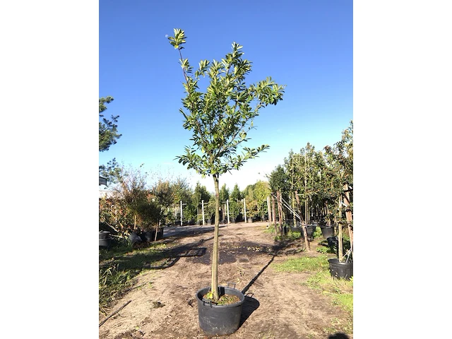 3x laurierkers prunus 'novita', leigeschikt, wintergroen, ca. 4 m hoog - afbeelding 1 van  3