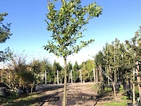 3x laurierkers prunus 'novita', leigeschikt, wintergroen, ca. 4 m hoog - afbeelding 1 van  3