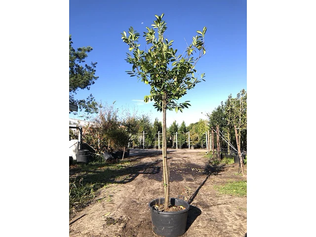 3x laurierkers prunus 'novita', leigeschikt, wintergroen, ca. 4 m hoog - afbeelding 2 van  3