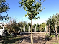 3x laurierkers prunus 'novita', leigeschikt, wintergroen, ca. 4 m hoog - afbeelding 2 van  3