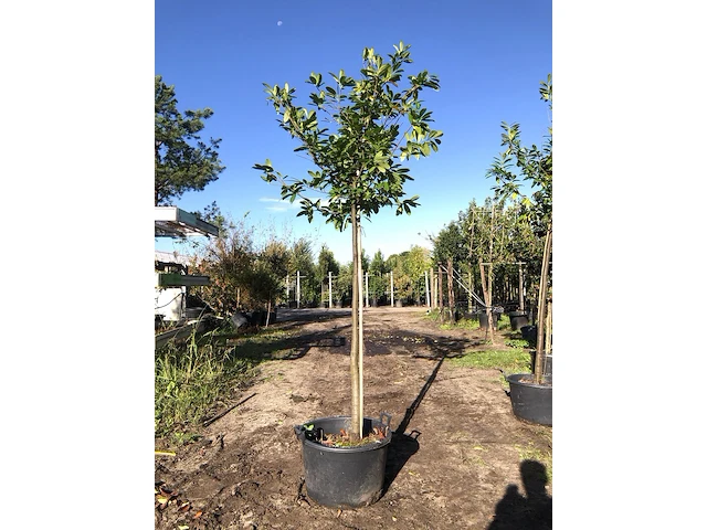 3x laurierkers prunus 'novita', leigeschikt, wintergroen, ca. 4 m hoog - afbeelding 3 van  3