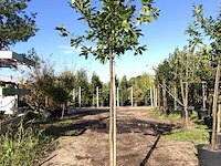 3x laurierkers prunus 'novita', leigeschikt, wintergroen, ca. 4 m hoog - afbeelding 3 van  3
