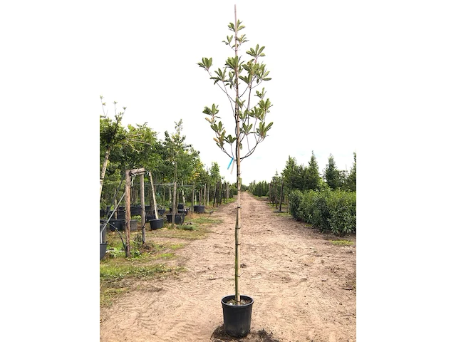 3x mexicaanse eik quercus 'maya', wintergroen, ca. 3 m hoog - afbeelding 1 van  3