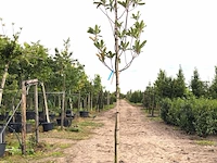 3x mexicaanse eik quercus 'maya', wintergroen, ca. 3 m hoog - afbeelding 1 van  3