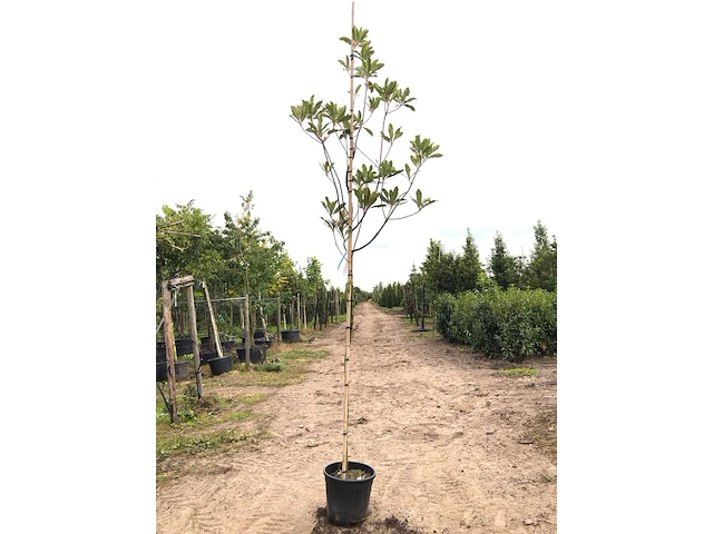 3x mexicaanse eik quercus 'maya', wintergroen, ca. 3 m hoog - afbeelding 2 van  3