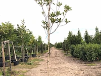 3x mexicaanse eik quercus 'maya', wintergroen, ca. 3 m hoog - afbeelding 2 van  3