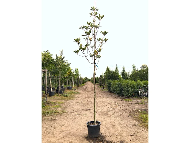 3x mexicaanse eik quercus 'maya', wintergroen, ca. 3 m hoog - afbeelding 3 van  3