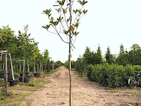 3x mexicaanse eik quercus 'maya', wintergroen, ca. 3 m hoog - afbeelding 3 van  3