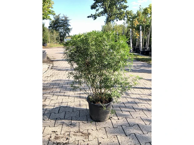 3x mexicaanse oranjebloesem choisya 'white dazzler', sierheester, ca. 80 cm - afbeelding 1 van  4
