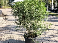 3x mexicaanse oranjebloesem choisya 'white dazzler', sierheester, ca. 80 cm - afbeelding 1 van  4