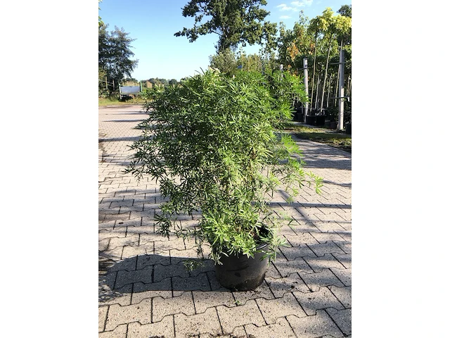 3x mexicaanse oranjebloesem choisya 'white dazzler', sierheester, ca. 80 cm - afbeelding 2 van  4