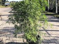 3x mexicaanse oranjebloesem choisya 'white dazzler', sierheester, ca. 80 cm - afbeelding 2 van  4