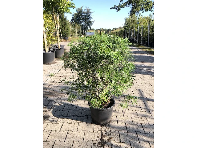 3x mexicaanse oranjebloesem choisya 'white dazzler', sierheester, ca. 80 cm - afbeelding 3 van  4