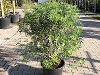 3x mexicaanse oranjebloesem choisya 'white dazzler', sierheester, ca. 80 cm - afbeelding 3 van  4