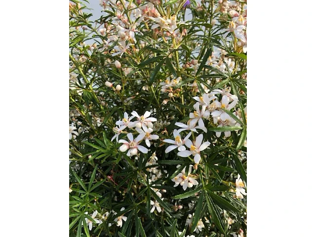 3x mexicaanse oranjebloesem choisya 'white dazzler', sierheester, ca. 80 cm - afbeelding 4 van  4