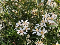 3x mexicaanse oranjebloesem choisya 'white dazzler', sierheester, ca. 80 cm - afbeelding 4 van  4