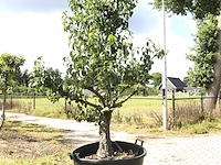 3x perenboom pyrus 'conference', karakterboom, vruchtdragend, ca. 250 cm hoog - afbeelding 1 van  4